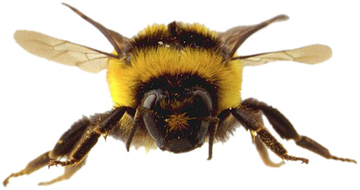 Bzzzzzzzzzzzzzzzzz! Bzzzzzzzzzzzzzzzzzzzzzz!