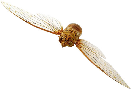 Bzzzzzzzz! Bzzzzzzzzzzz!