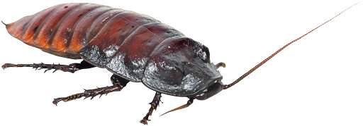 Get the bug spray!