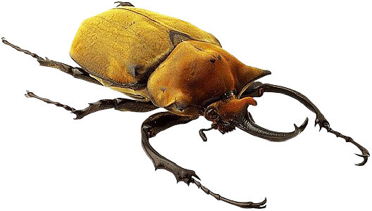 Ugh! You want to swallow this bug?