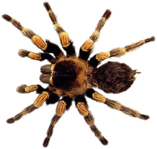 Can you feel its hairy legs?