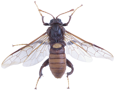 It's dive bombing for your face at this moment!