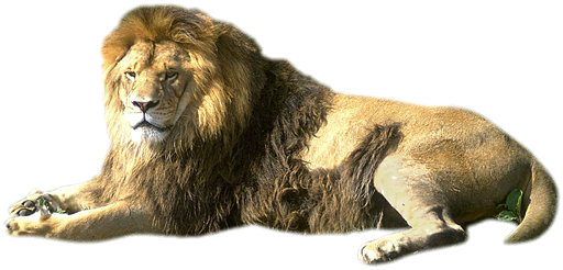 This lion needs a snack!