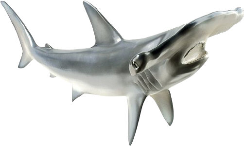 Yikes! That's a mouth full of sharp teeth!