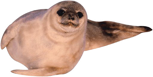Soft and cuddly! [Even though his breath is a little fishy!]