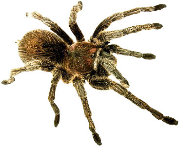 Yuck! Look at the hairy legs on that creepy thing!