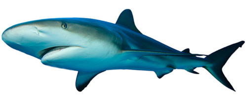 Swim faster! Swim faster!
