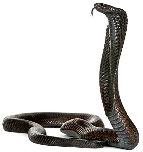 Hear the hiss! Then feel the spit!