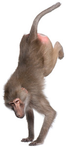 Stop with the monkeyshines!