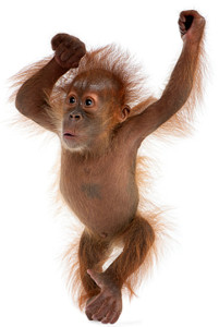 Stop the monkeyshines!
