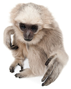 Don't monkey around!