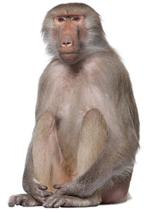 Don't monkey around!