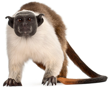 Don't monkey around!