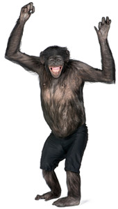 Don't monkey around!