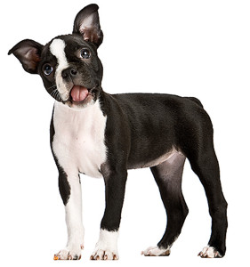 Woof! Woof!