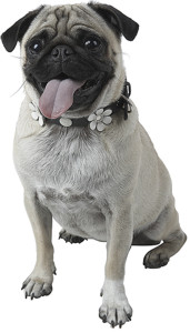 Woof! Woof!