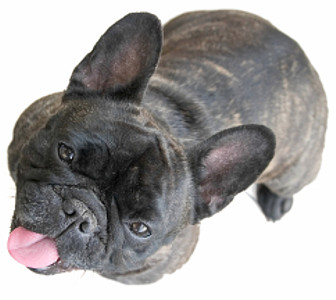 Woof! Woof!